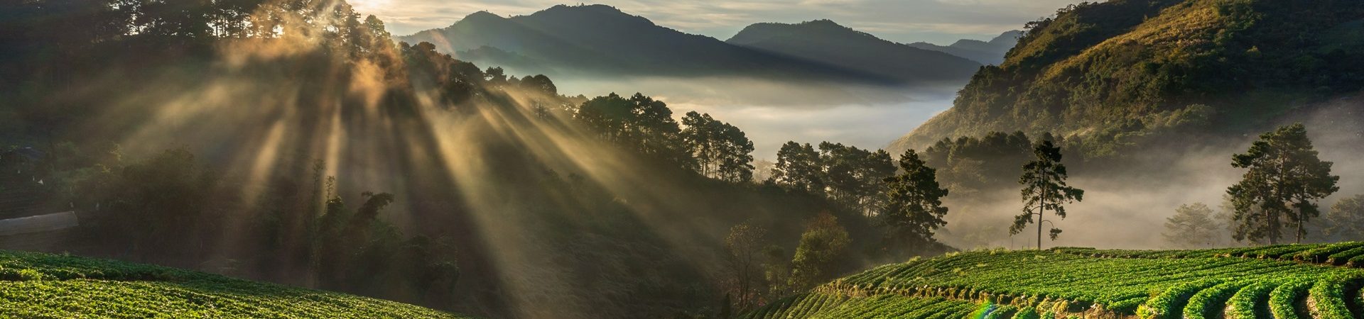Beautiful strawberry garden and sunrise